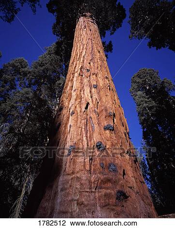 Sequina tree trunk View Large Photo Image Stock Image - Sequina tree trunk. Fotosearch