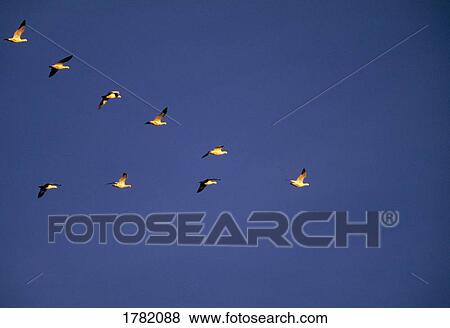 Stock Photo - Snow geese flying in a v formation. Fotosearch
