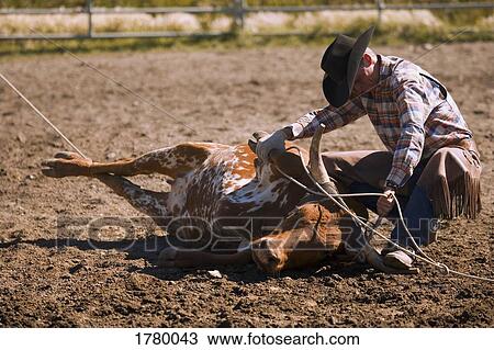 Stock Image - Steer wrestling. Fotosearch