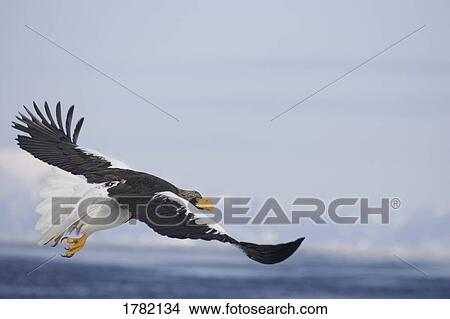 Steller's sea eagle flying over sea View Large Photo Image Picture - Steller's sea eagle flying over sea. Fotosearch