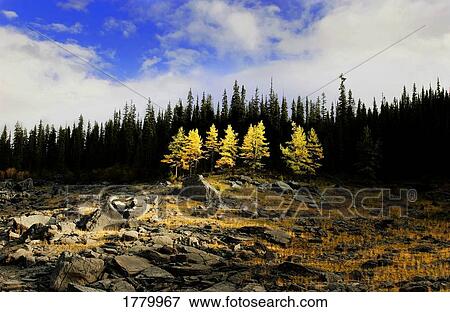 Stock Photo - Sun shines down on trees. Fotosearch