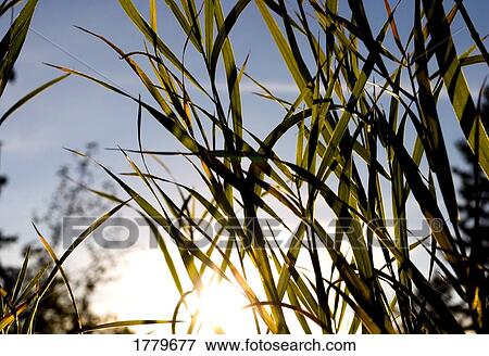 Stock Photo - Tall grass. Fotosearch
