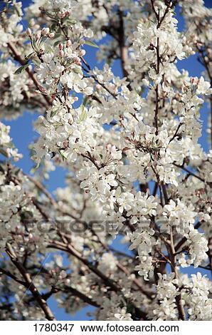 Stock Photo - Tree with white blossoms. Fotosearch