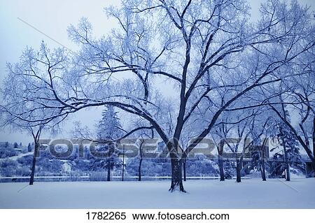 Stock Photography - Trees in winter. Fotosearch