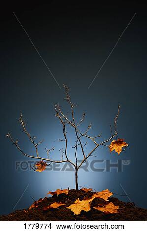 Picture - Two leaves left. Fotosearch