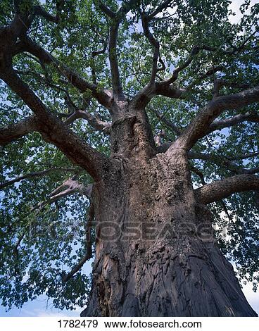 View of large tree looking upwards to the branches View Large Photo Image Stock Photo - View of large tree looking upwards to the branches. Fotosearch