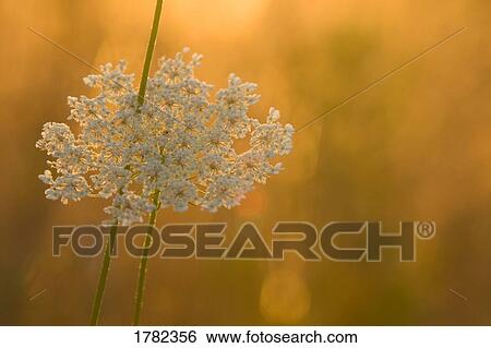 White flower View Large Photo Image Stock Photograph - White flower. Fotosearch