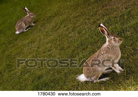 Wild rabbits View Large Photo Image Stock Image - Wild rabbits. Fotosearch