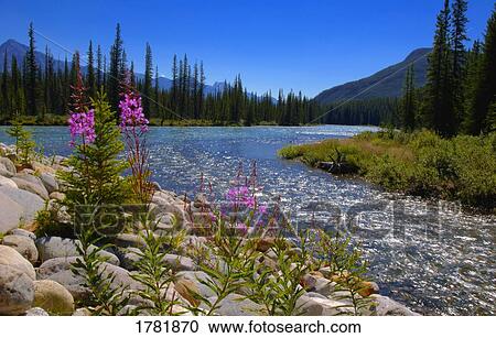 Stock Image - Wildflowers on rocky shore. Fotosearch