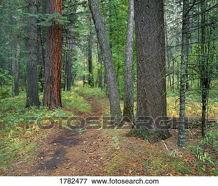 Winding forest trail View Large Photo Image Stock Photo - Winding forest trail. Fotosearch