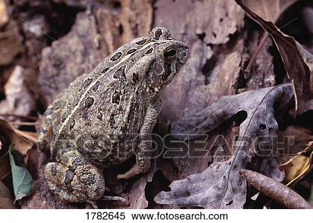 Woodhouse toad View Large Photo Image Stock Photography - Woodhouse toad. Fotosearch
