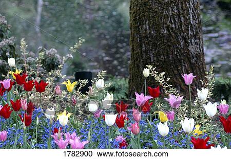 Stock Image - A bunch of tulips. Fotosearch