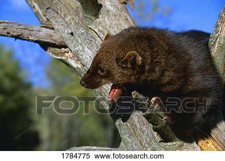 A Fisher, a weasel-type animal, in tree, mouth open. View Large Photo Image Stock Photography - A Fisher, a weasel-type animal, in tree, mouth open.. Fotosearch