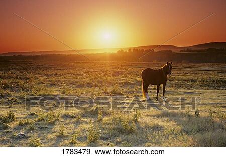 A horse in a field View Large Photo Image Stock Photo - A horse in a field. Fotosearch