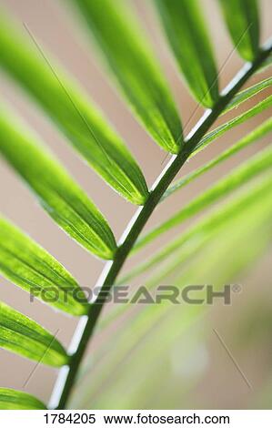 Stock Photography - A palm leaf. Fotosearch