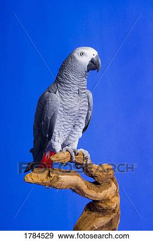 Stock Photo - African Grey Parrot. Fotosearch