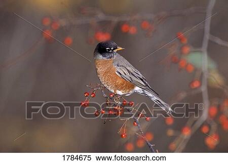 Stock Photography - American robin in crab apple tree. Fotosearch