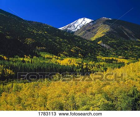 Aspen trees in autumn color, San Isabel National Forest. View Large Photo Image Stock Image - Aspen trees in autumn color, San Isabel National Forest.. Fotosearch