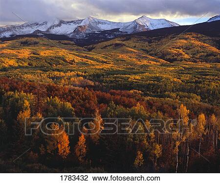 Autumn aspen groves at sunset, West Elk Mountains, Gunnison National Forest View Large Photo Image Stock Image - Autumn aspen groves at sunset, West Elk Mountains, Gunnison National Forest. Fotosearch