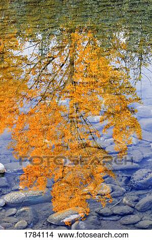 Picture - Autumn reflection. Fotosearch