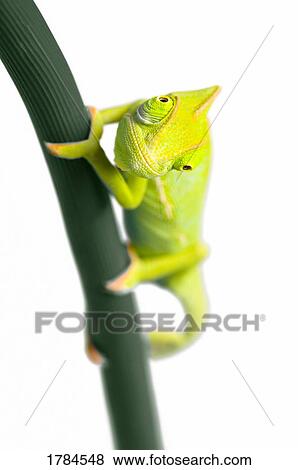 Bebe Cameleon Sur Fil Banque De Photo Fotosearch