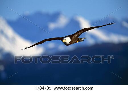 Stock Photography - Bald eagle in flight. Fotosearch