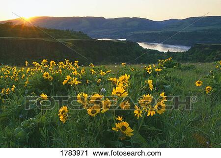 Balsamroot blossoms in a meadow, Tom McCall Preserve View Large Photo Image Stock Image - Balsamroot blossoms in a meadow, Tom McCall Preserve. Fotosearch