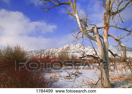 Barren trees in winter View Large Photo Image Stock Photo - Barren trees in winter. Fotosearch