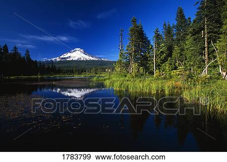 Beaver dam in pond, reflection of Mount Hood View Large Photo Image Stock Photo - Beaver dam in pond, reflection of Mount Hood. Fotosearch