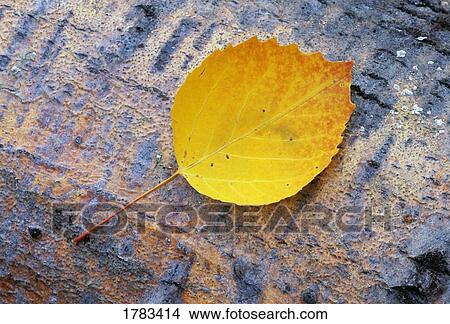 Picture - Bigtooth aspen leaf on aspen bark. Fotosearch