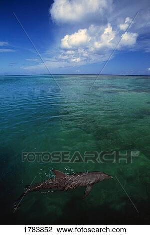Bottlenose dolphin swimming just under surface of water, Caribbean Sea View Large Photo Image Stock Image - Bottlenose dolphin swimming just under surface of water, Caribbean Sea. Fotosearch