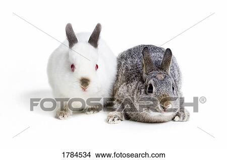 Picture - Bunny rabbits. Fotosearch