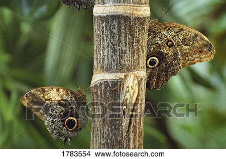 Picture - Butterflies. Fotosearch