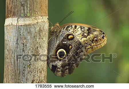 Stock Photography - Butterfly. Fotosearch
