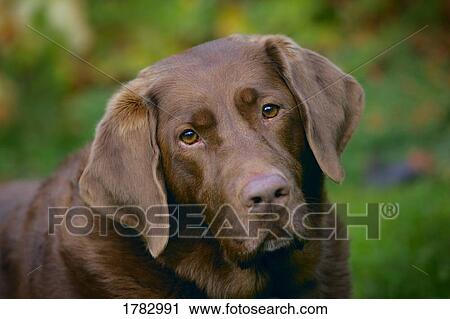 Stock Image - Chocolate Labrador retriever. Fotosearch