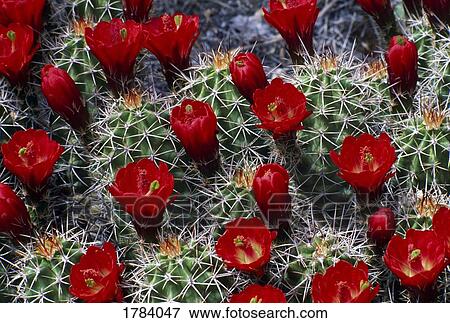 Stock Photo - Close-up of a cactus blooming. Fotosearch