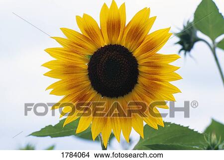 Picture - Close-up of blooming sunflower. Fotosearch