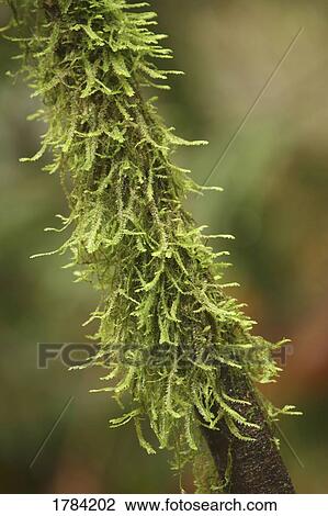 Close up of green plant View Large Photo Image Stock Image - Close up of green plant. Fotosearch