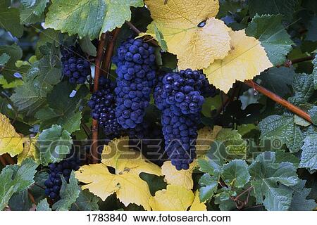 Stock Image - Close-up of ripe, wine grapes and leaves. Fotosearch