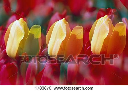 Close-up of three yellow and red tulip blooms, double-exposure View Large Photo Image Stock Image - Close-up of three yellow and red tulip blooms, double-exposure. Fotosearch