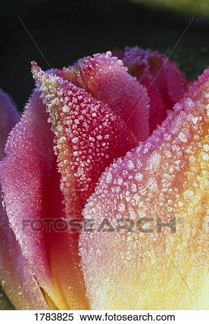 Stock Photography - Close-up of tulip blossom petals with dew. Fotosearch