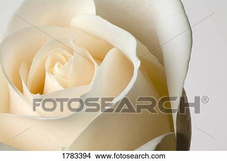 Close-up of white rose against white background View Large Photo Image Picture - Close-up of white rose against white background. Fotosearch