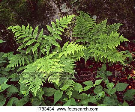 Close-up of woodfern plants in forest View Large Photo Image Picture - Close-up of woodfern plants in forest. Fotosearch