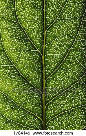 Stock Photography - Closeup of a leaf. Fotosearch