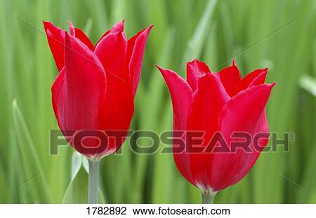 Closeup of red tulips View Large Photo Image Stock Image - Closeup of red tulips. Fotosearch