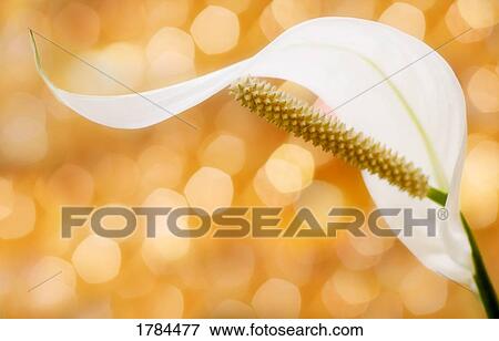 Stock Photo - Closeup of white flower. Fotosearch