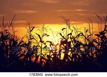 Corn silhouettes, sunset View Large Photo Image Stock Photography - Corn silhouettes, sunset. Fotosearch