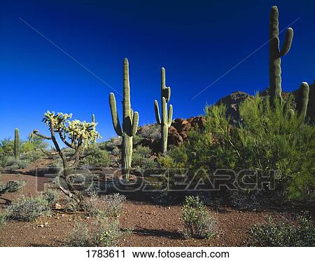 Stock Image - Desert landscape. Fotosearch