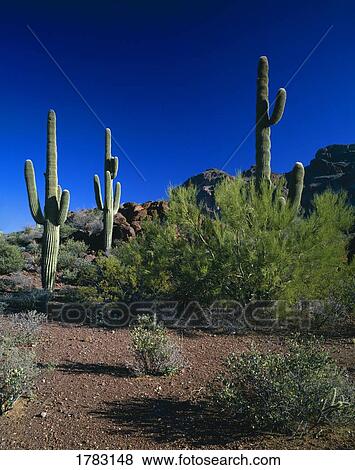 Stock Photo - Desert landscape with saguaro cacti, Organ Pipe Cactus National Monument. Fotosearch