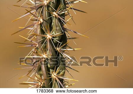 Stock Photo - Detail of Cholla cactus. Fotosearch
